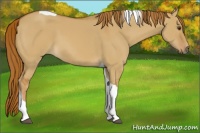 Horse Color:Red Dun Tobiano
