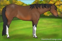 Horse Color:Bay Tobiano