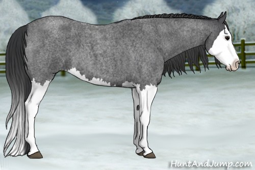 Horse Color:Blue Roan Splash 