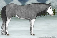 Horse Color:Blue Roan Splash 