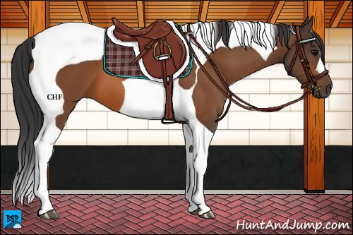 Horse Color:Brown Tobiano 
