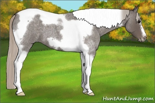 Horse Color:Silver Blue Roan Tobiano Frame 