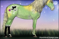 Horse Color:Watercolor White Spotted Chocolate Palomino Dun Sabino Appaloosa 