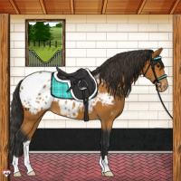 Horse Color:Bay Appaloosa 