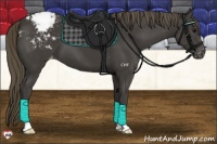 Horse Color:Smoky Black Appaloosa 