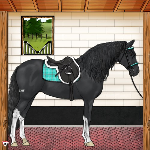 Horse Color:Black 