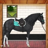 Horse Color:Black 