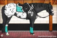 Horse Color:Black Appaloosa