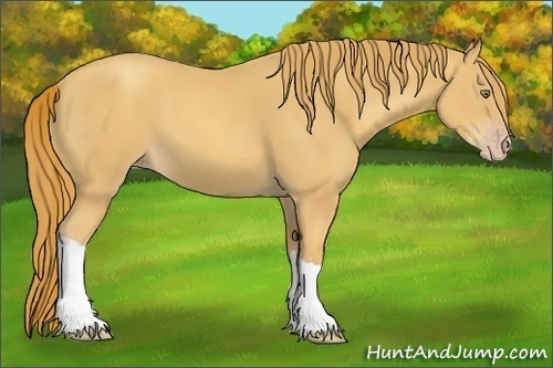 Horse Color:Gold Champagne