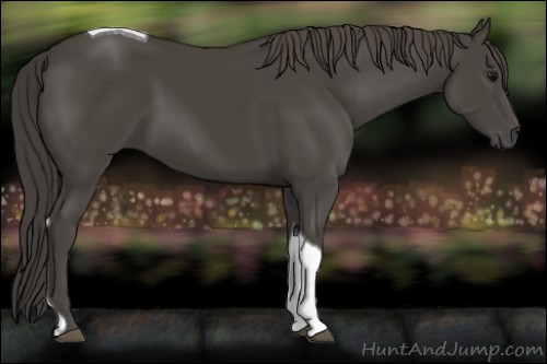 Horse Color:Smoky Black Tobiano 