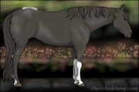 Horse Color:Smoky Black Tobiano 
