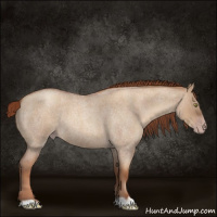 Horse Color:Gray Gold Champagne Roan Dun 