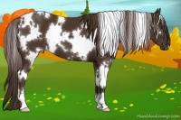 Horse Color:White Spotted Liver Chestnut