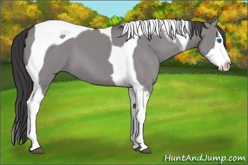 Horse Color:Platinum Smoky Grullo Splash Tobiano 