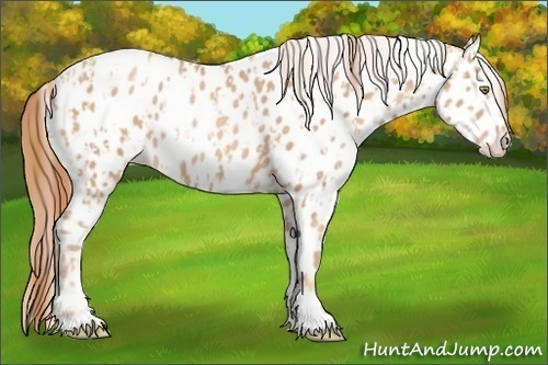 Horse Color:Gold Champagne Appaloosa and Gold Champagne Appaloosa Rabicano
