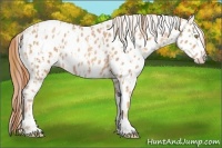 Horse Color:Gold Champagne Appaloosa  and Gold Champagne Appaloosa Rabicano 