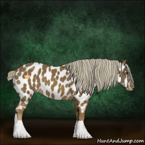 Horse Color:Chocolate Palomino Appaloosa 