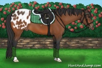 Horse Color:Bay Appaloosa 