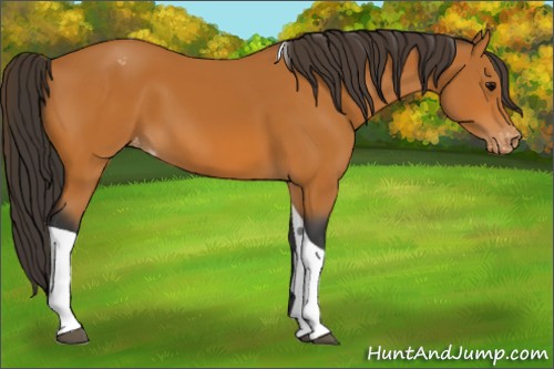 Horse Color:Bay Tobiano Appaloosa