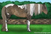 Horse Color:Chocolate Palomino Tobiano 