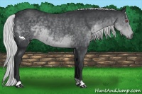 Horse Color:Silver Black Chinchilla 