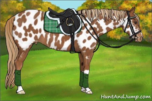 Horse Color:Chestnut Near Leopard 