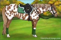 Horse Color:Chestnut Near Leopard 