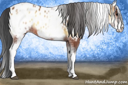 Horse Color:White Spotted Bay Onyx Appaloosa 