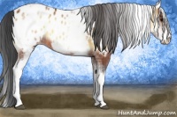 Horse Color:White Spotted Bay Onyx Appaloosa