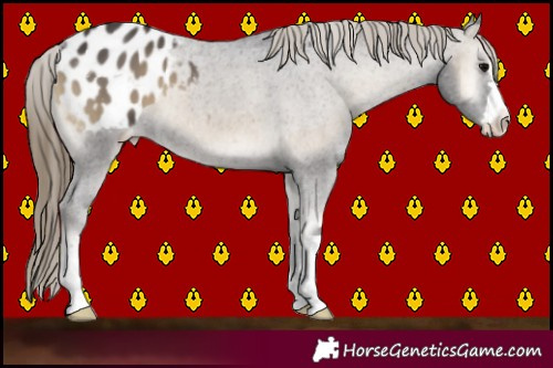Horse Color:Smoky Blue Onyx Appaloosa 