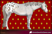 Horse Color:Smoky Blue Onyx Appaloosa 