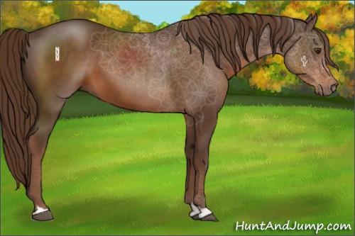 Horse Color:Liver Chestnut 