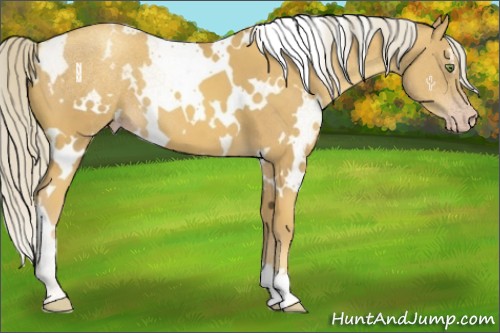 Horse Color:White Spotted Gold Cream Champagne 