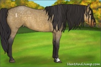 Horse Color:Buckskin Roan Dun Rabicano