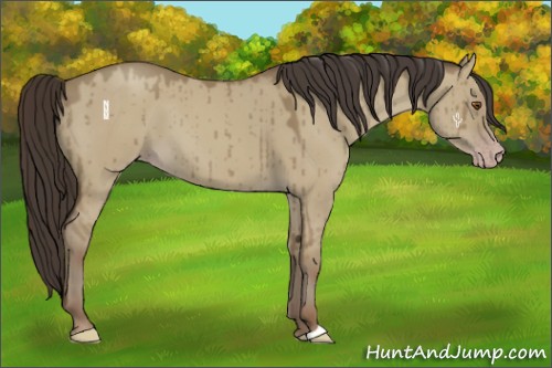 Horse Color:Classic Champagne Dun 