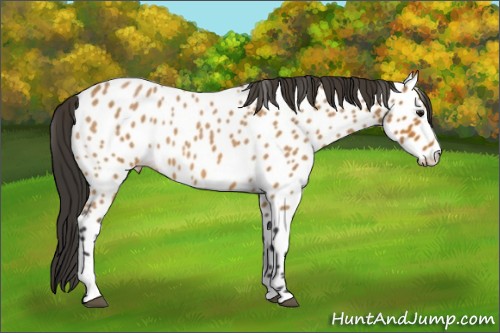 Horse Color:Bay Roan Sabino Appaloosa 