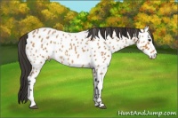 Horse Color:Bay Roan Sabino Appaloosa 