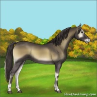 Horse Color:Smoky Blue Onyx