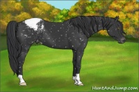 Horse Color:Black Appaloosa