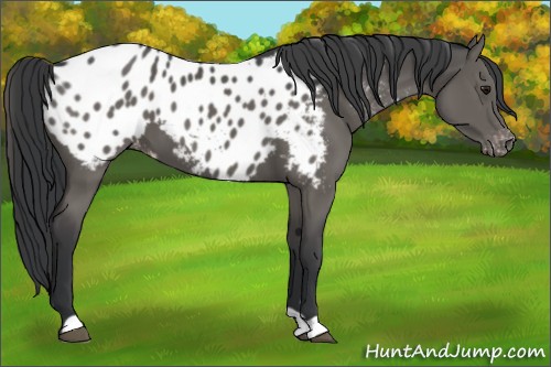 Horse Color:Black Appaloosa 