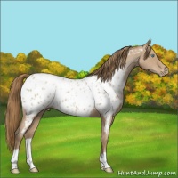 Horse Color:Blue Roan Pearl Appaloosa 