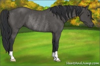 Horse Color:Black Rabicano