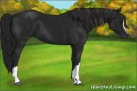 Horse Color:Gray Black 