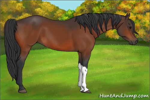 Horse Color:Bay 
