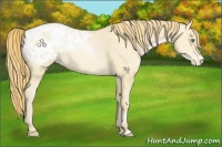 Horse Color:Smoky Black Pearl Appaloosa