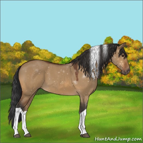 Horse Color:Bay Roan Dun Tobiano