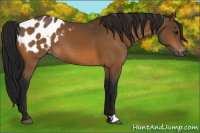 Horse Color:Gray Buckskin Appaloosa 