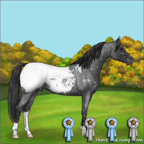 Horse Color:Blue Roan Snowcap 