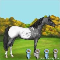 Horse Color:Blue Roan Appaloosa