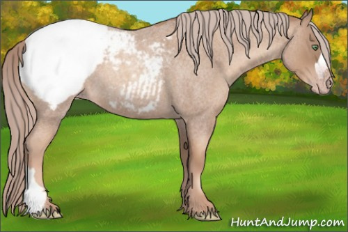 Horse Color:Gray Gold Cream Champagne Roan Appaloosa 